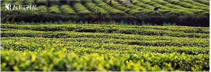 安吉茶場